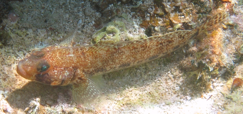 Gobius geniporus